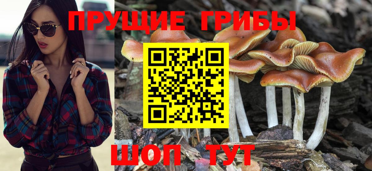 Галлюциногенные грибы Psilocybe Строитель